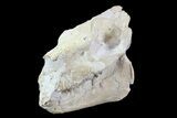 Oreodont (Merycoidodon) Skull - Wyoming #93752-3